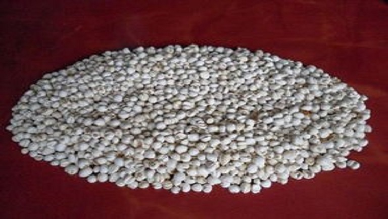 松貝的功效與作用、禁忌和食用方法