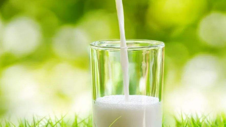 犛牛奶的功效與作用、禁忌和食用方法