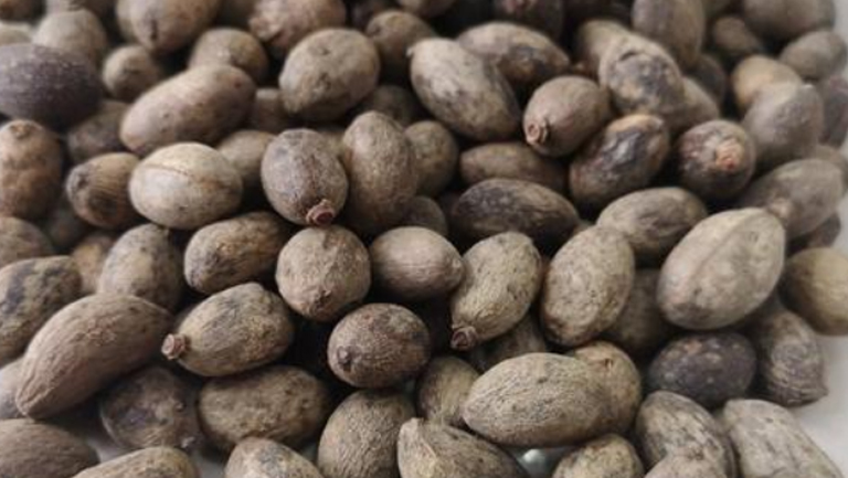 葵樹子的功效與作用、禁忌和食用方法
