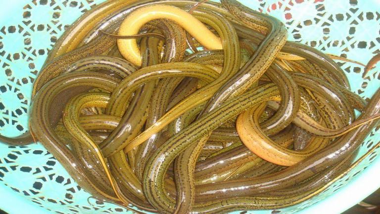 鱔魚的功效與作用、禁忌和食用方法