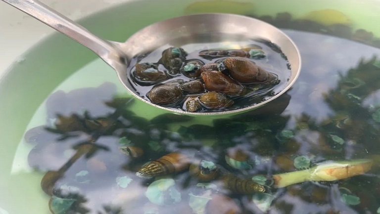 溪螺湯的功效與作用、禁忌和食用方法