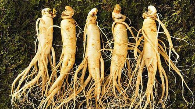 鮮參的功效與作用、禁忌和食用方法