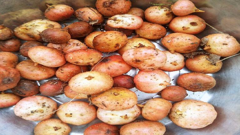 野地瓜的功效與作用、禁忌和食用方法