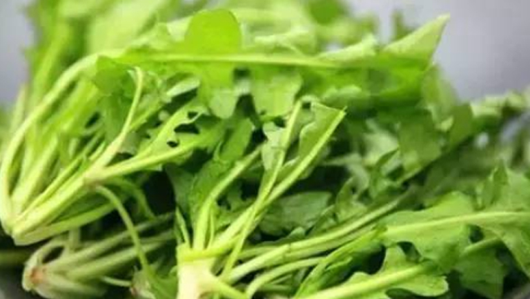 苦芥菜的功效與作用、禁忌和食用方法