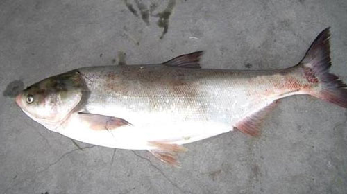 鰱魚的功效與作用、禁忌和食用方法