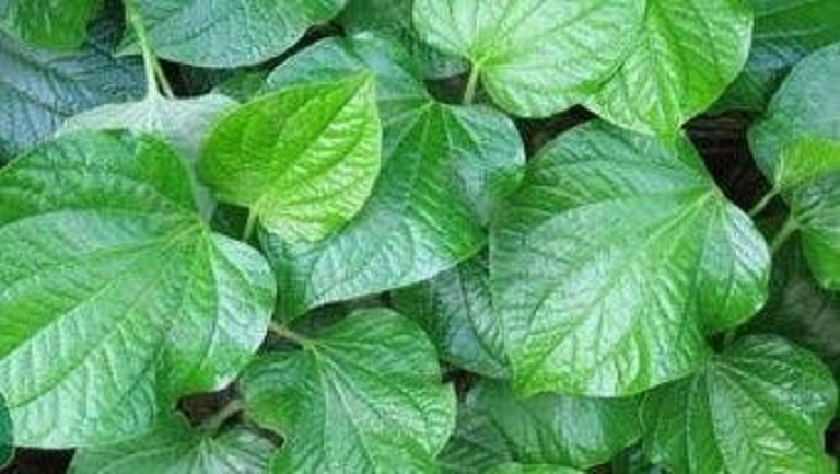 蛤蔞葉的功效與作用、禁忌和食用方法