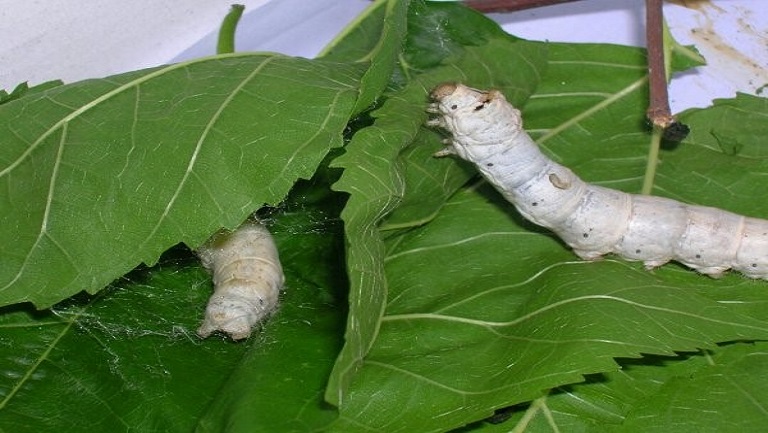 蠶的功效與作用、禁忌和食用方法