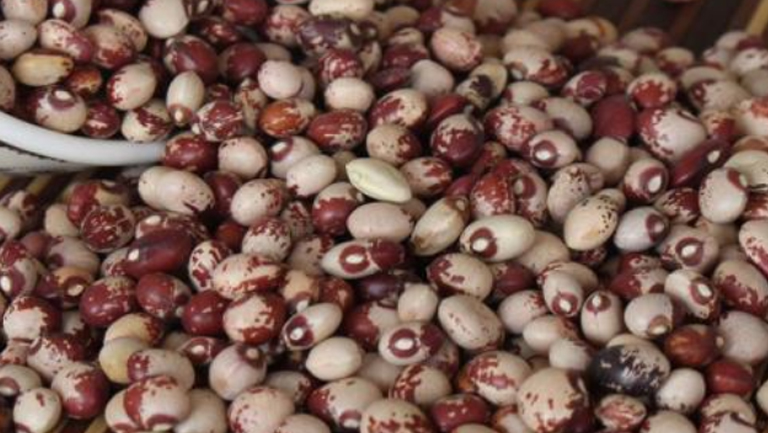 熊貓豆的功效與作用、禁忌和食用方法