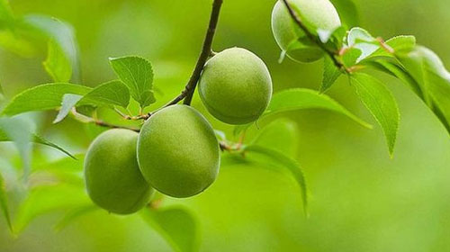 青梅的功效與作用、禁忌和食用方法