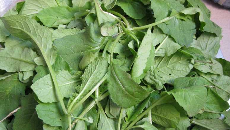蘿卜菜的功效與作用、禁忌和食用方法