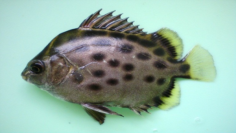 金錢魚的功效與作用、禁忌和食用方法