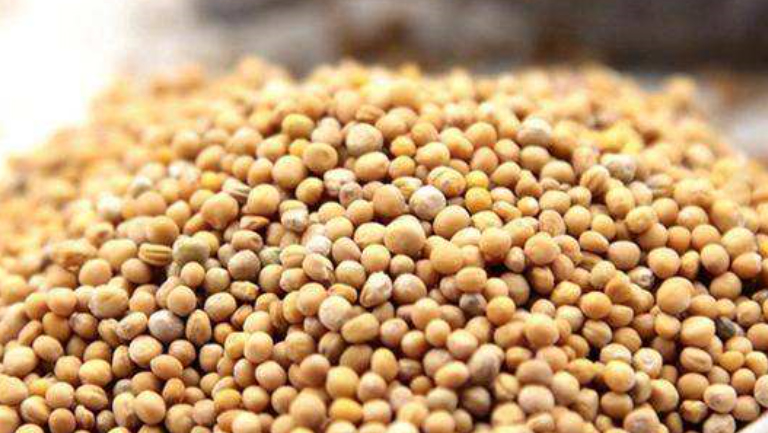 芥菜子的功效與作用、禁忌和食用方法