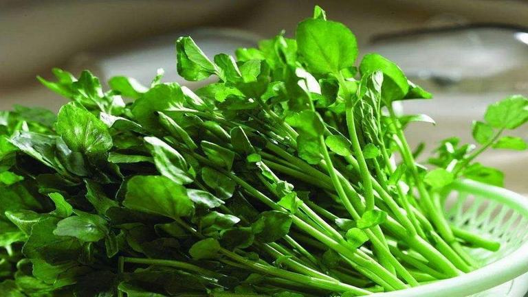 豆瓣菜的功效與作用、禁忌和食用方法