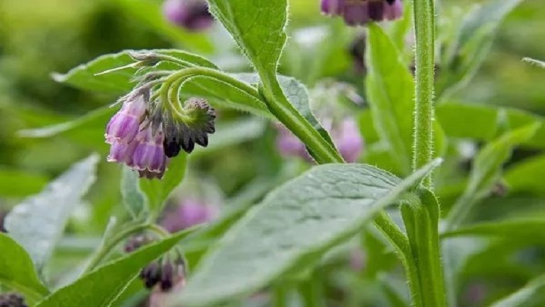 紫草葉的功效與作用、禁忌和食用方法