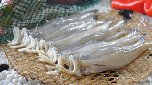 絲丁魚的功效與作用、禁忌和食用方法