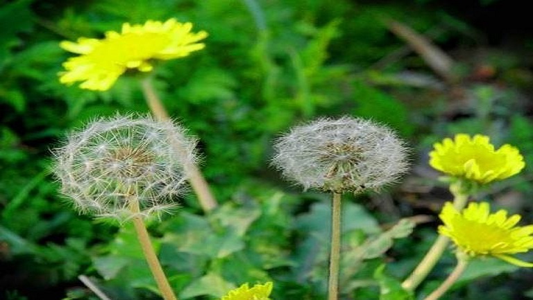 鮮蒲公英的功效與作用、禁忌和食用方法