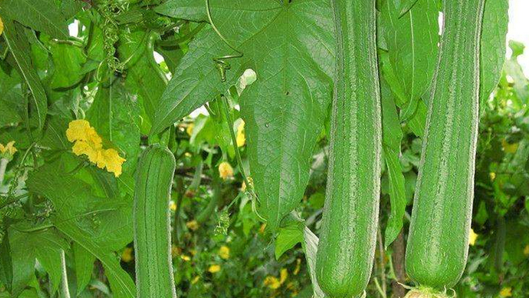 絲瓜葉子的功效與作用、禁忌和食用方法