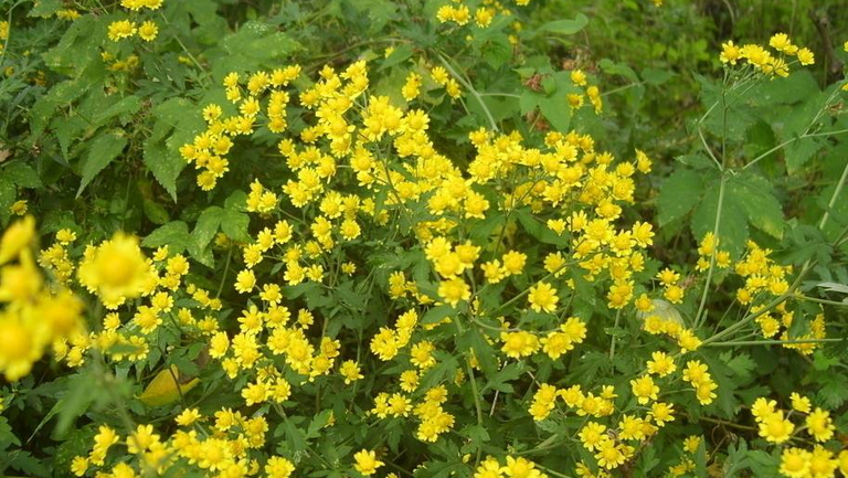 野黃菊花的功效與作用、禁忌和食用方法