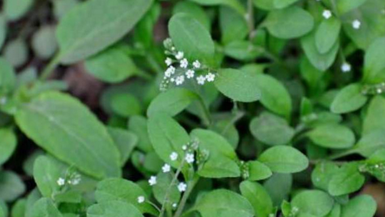 地胡椒的功效與作用、禁忌和食用方法