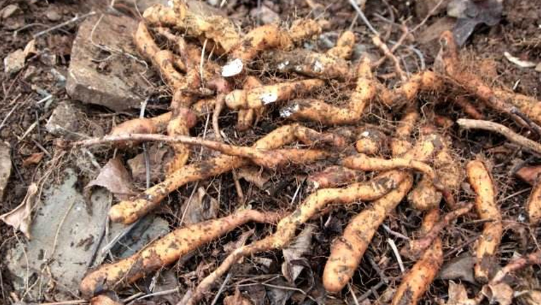 野山藥的功效與作用、禁忌和食用方法