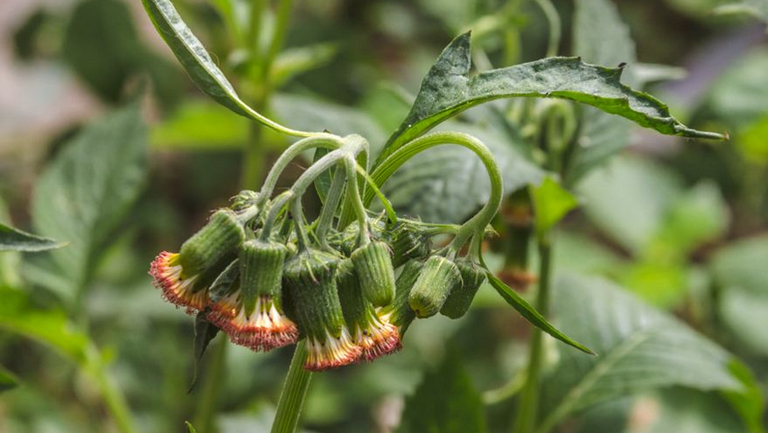 神仙菜的功效與作用、禁忌和食用方法