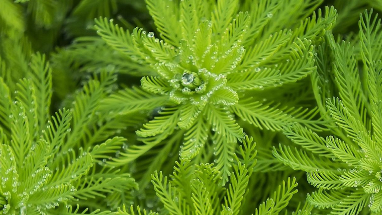 鳳凰草的功效與作用、禁忌和食用方法