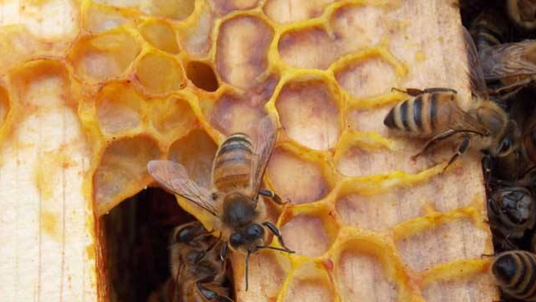 蜜蜂巢的功效與作用、禁忌和食用方法