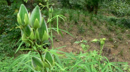 黃蜀葵的功效與作用、禁忌和食用方法