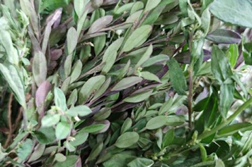 紫背金牛草的功效與作用、禁忌和食用方法