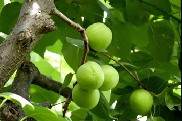 青杏子的功效與作用、禁忌和食用方法