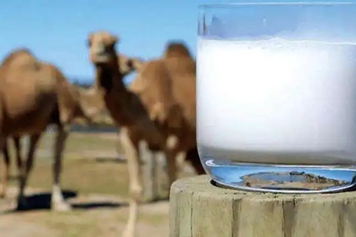鮮駱駝奶的功效與作用、禁忌和食用方法