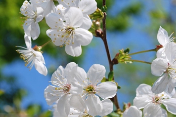 櫻桃花的功效與作用、禁忌和食用方法