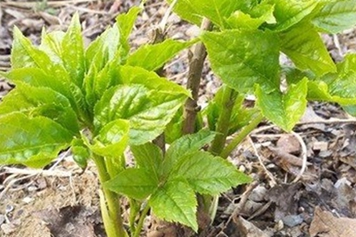 刺五加嫩芽的功效與作用、禁忌和食用方法