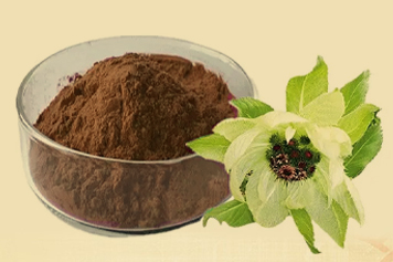 雪蓮粉的功效與作用、禁忌和食用方法