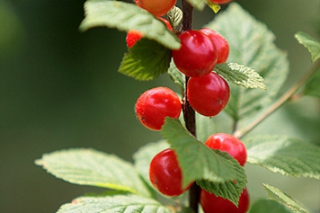 山櫻桃的功效與作用、禁忌和食用方法