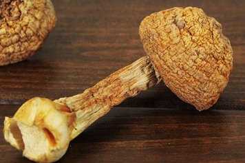 松茸蘑菇的功效與作用、禁忌和食用方法