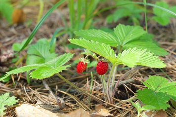 野草莓莖葉的功效與作用、禁忌和食用方法