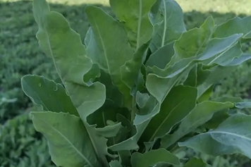 奧斯曼草的功效與作用、禁忌和食用方法