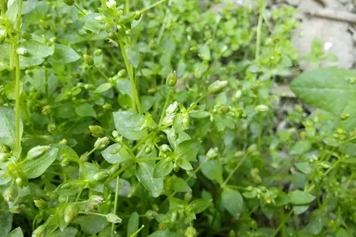 繁縷的功效與作用、禁忌和食用方法