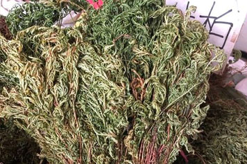 中藥石上柏的功效與作用、禁忌和食用方法