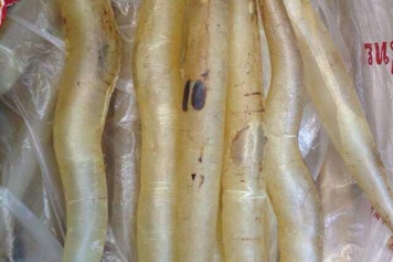 麻魚膠的功效與作用、禁忌和食用方法