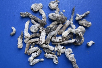 麻雀糞便的功效與作用、禁忌和食用方法