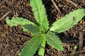 刺蓋草的功效與作用、禁忌和食用方法