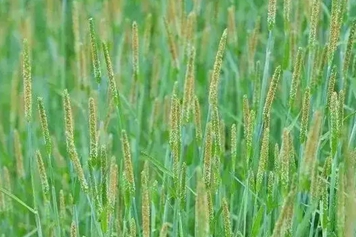 麥娘草的功效與作用、禁忌和食用方法