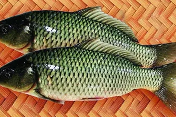 鯉魚鱗的功效與作用、禁忌和食用方法