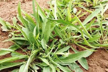 苦丁野菜的功效與作用、禁忌和食用方法