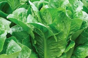 孔雀菜的功效與作用、禁忌和食用方法