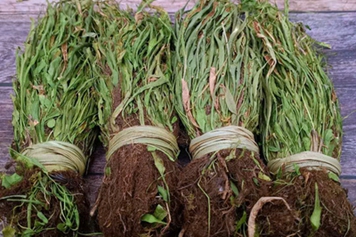 馬燈草的功效與作用、禁忌和食用方法