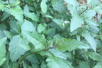 龍葵菜的功效與作用、禁忌和食用方法