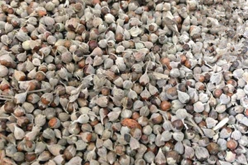 荊條種子的功效與作用、禁忌和食用方法